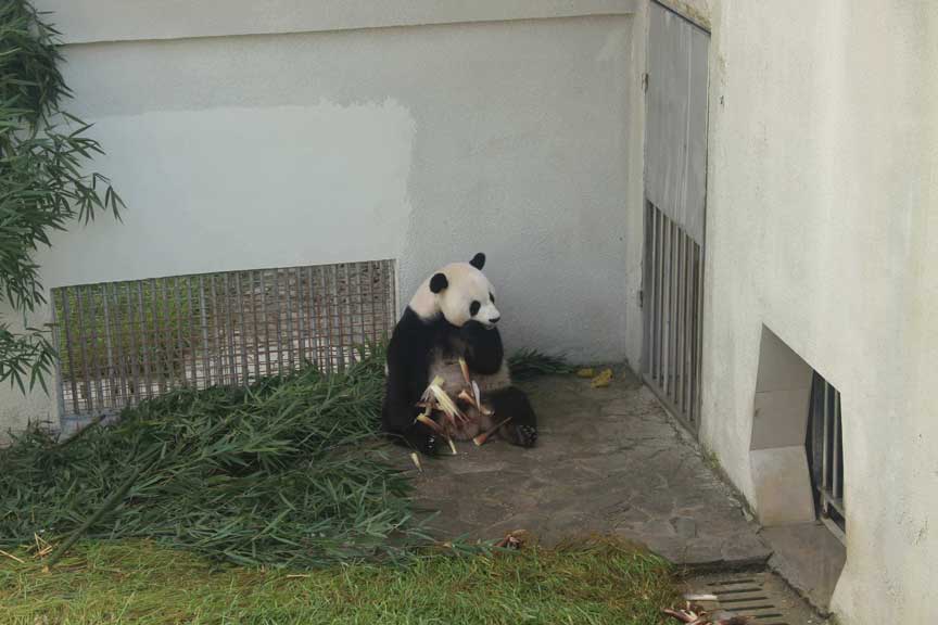 Foto persiapan penjemputan Panda