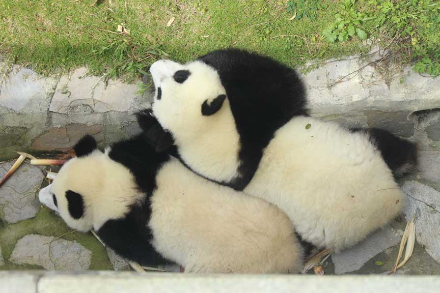 Foto persiapan penjemputan Panda
